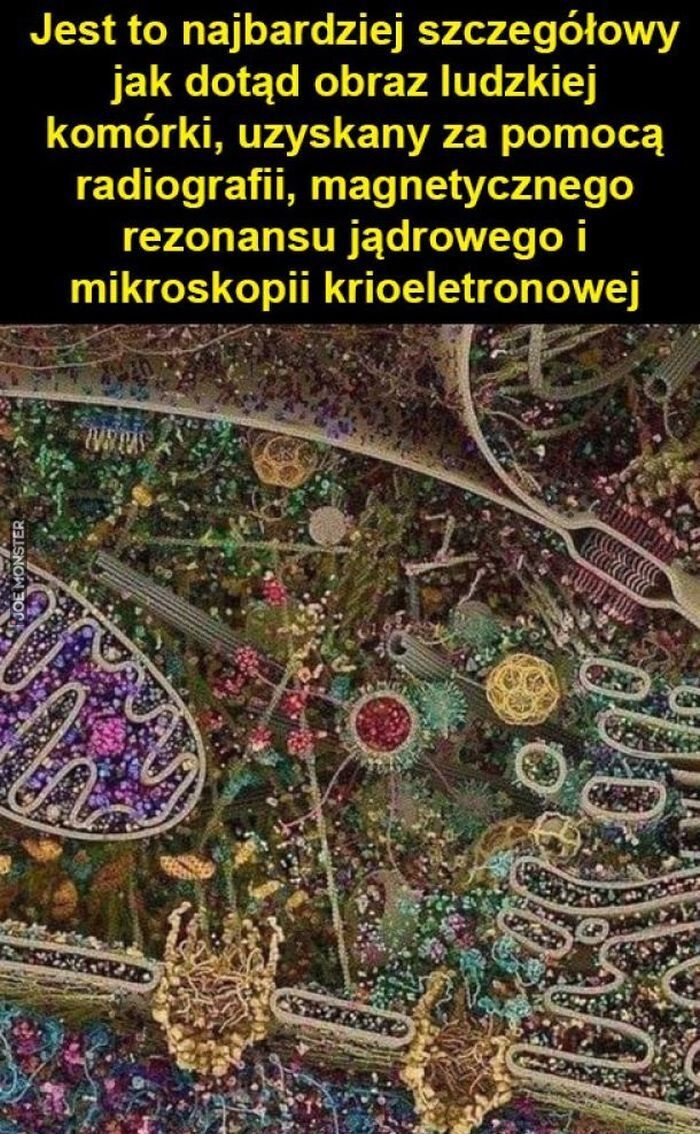 Jest to najbardziej szczegółowy jak dotąd obraz ludzkiej komórki, uzyskany za pomocą radiografii, magnetycznego rezonansu jądrowego i mikroskopii krioeletronowej