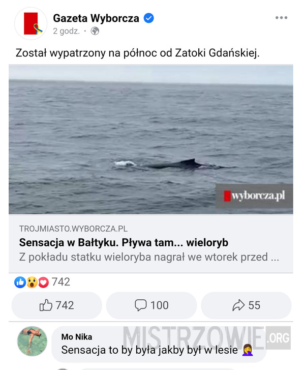 Wieloryb w bałtycku –>