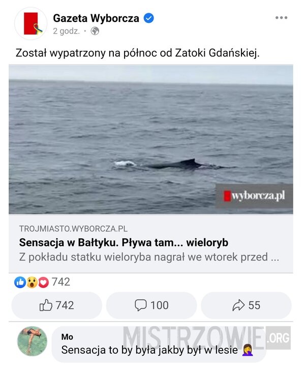 Wieloryb w Bałtyku –>
