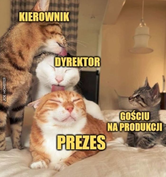 KIEROWNIK DYREKTOR PREZES GOŚCIU NA PRODUKCJI