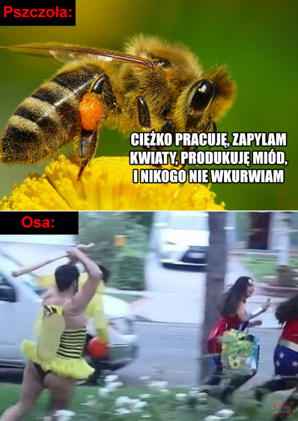 Pszczoły vs osy
